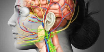 How Do Omega-3s Affect the Brain_